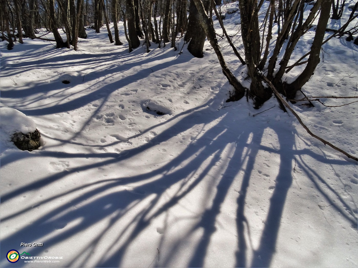 40 Ombre pomeridiane sulla bianca neve.JPG